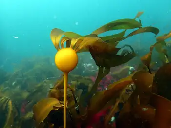 Bull Kelp