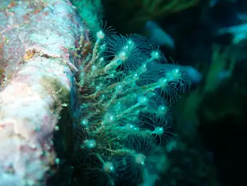 Aglaophenia diegensis Hydroids