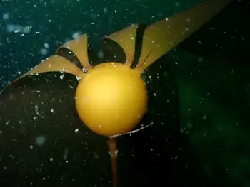 Bull Kelp