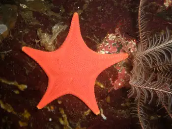 Vermilion Star