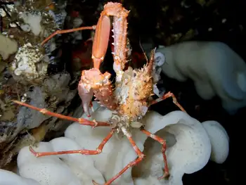 Longhorn Decorator Crab