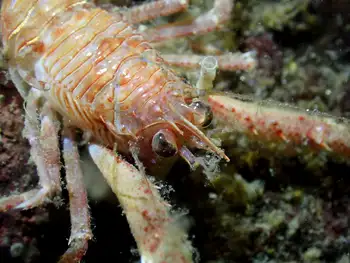 Squat Lobster
