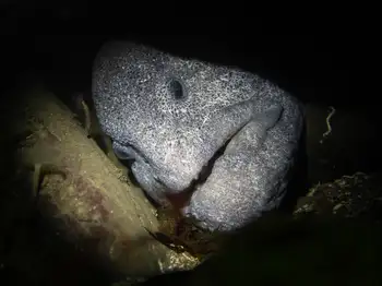 Wolf Eel