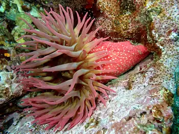 White Spotted Rose Anemone