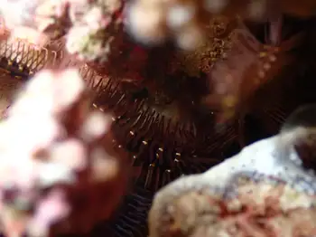 hedgehog brittle star