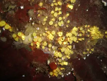Yellow Boring Sponge