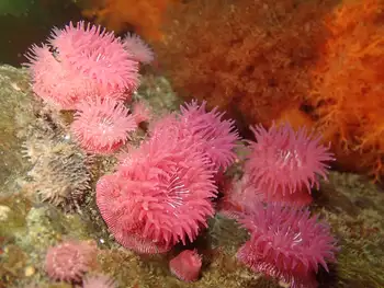 Proliferating Anemones