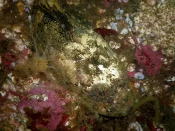Great Sculpin