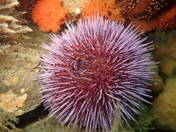 Red Sea Urchin