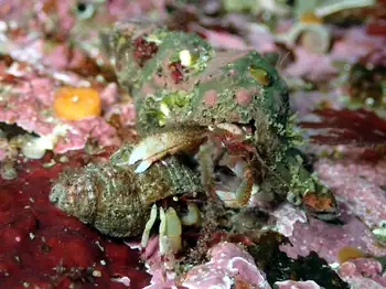 greenmark hermit crab