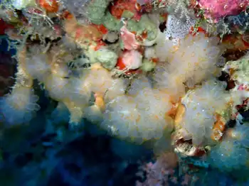 Tunicates