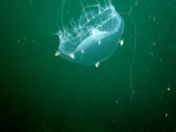 Water Jelly