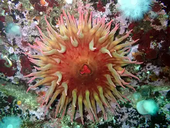 Fish Eating Anemone