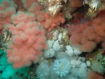 red soft coral