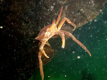 Northern Kelp Crab