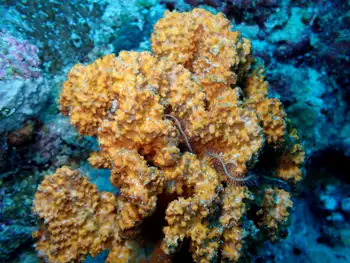 Coral
