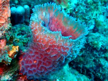 Sponge