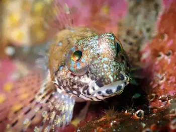 Scalyhead Sculpin