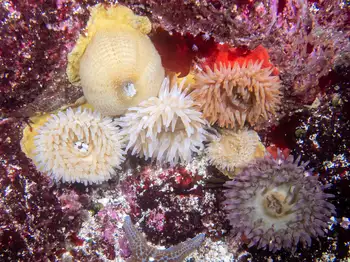 Painted Anemones