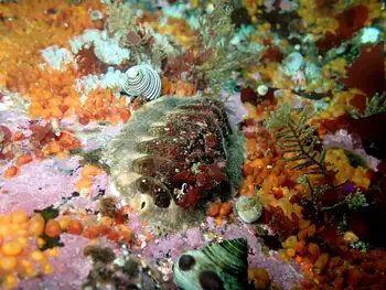 Chiton
