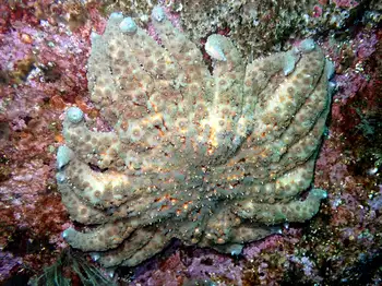 Sunflower Star