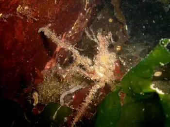 Graceful Decorator Crab