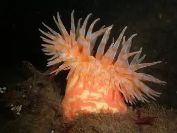 Painted Anemone