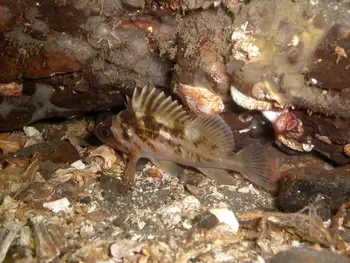 Young of Year Rockfish
