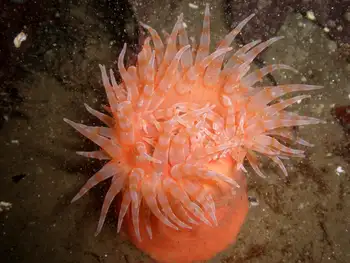 Painted Anemone