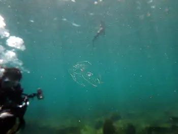 Comb Jelly