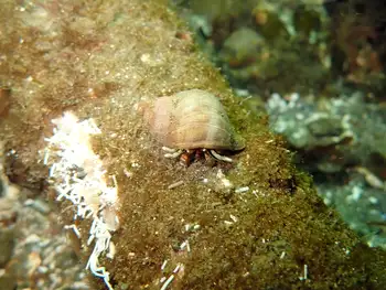 Bering Hermit Crab