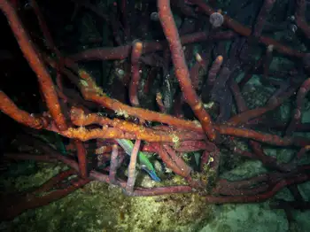 row pore rope sponge