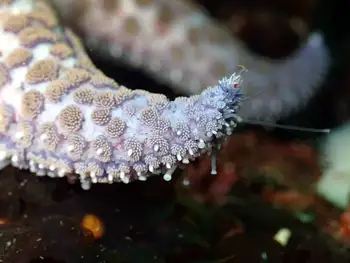Sunflower Star