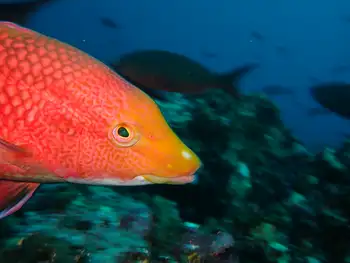 Fish