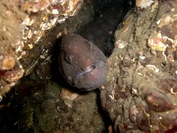 Wolf Eel