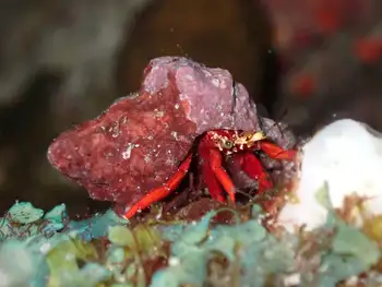 Red Reef Hermit Crab