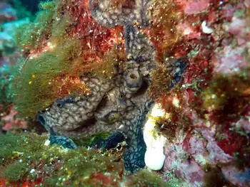 Sponge