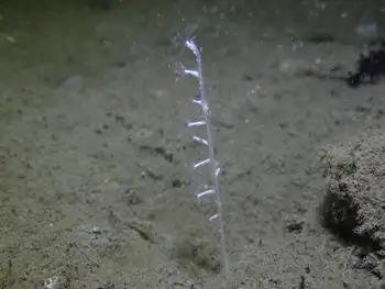 Northwest Sea Whip