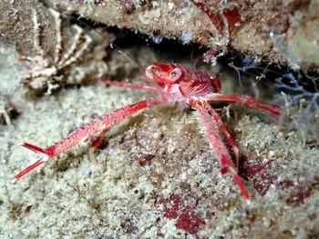 squat lobster
