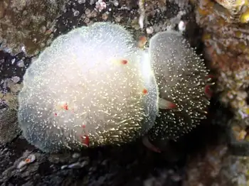Nanaimo Nudibranchs