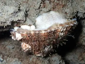 Rough Keyhole Limpet