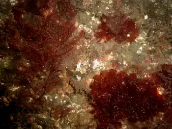 red fan seaweed