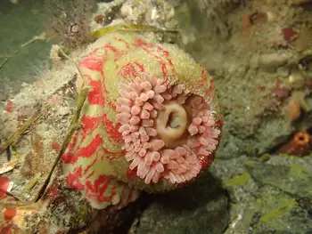 Painted Anemone