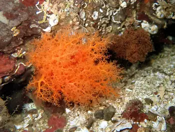 Black Sea Cucumber