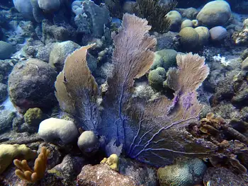 Coral