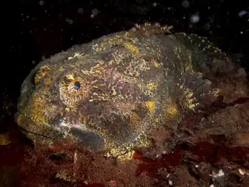 Buffalo Sculpin