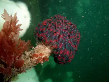 Vancouver Feather Duster Worm