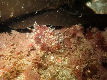 Feather Duster Worm