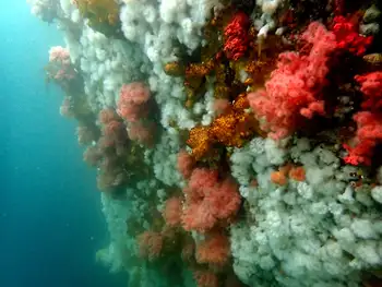 Dive Site
