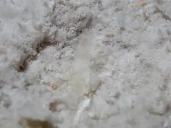 Shrimp